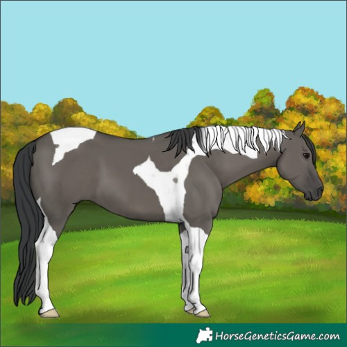 Horse Color:Grullo Tobiano 