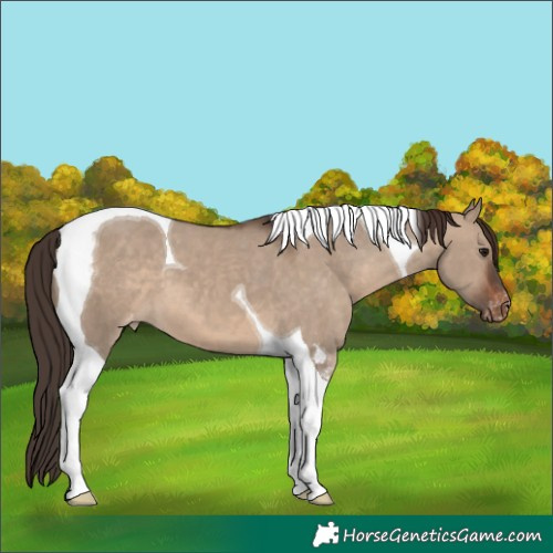 Horse Color:Brown Dun Tobiano Appaloosa