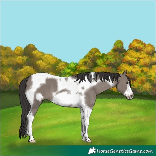 Horse Color:Smoky Grullo Tobiano Frame 