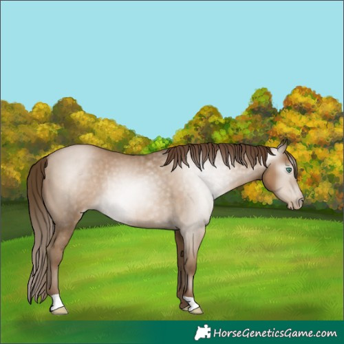 Horse Color:Gray Smoky Black Pearl Rabicano