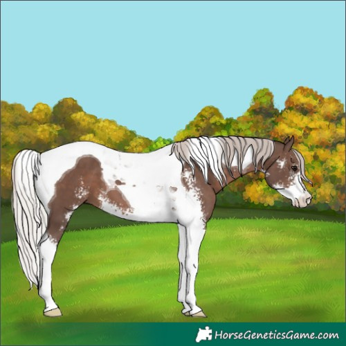 Horse Color:Silver Black Sabino Tobiano 