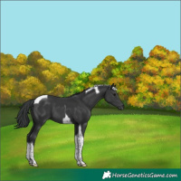 Horse Color:Black Tobiano