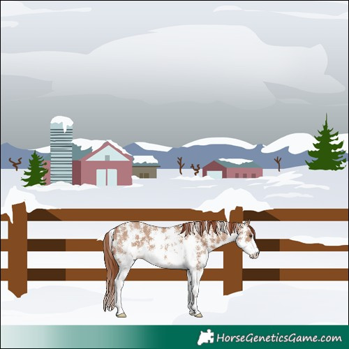 Horse Color:Red Dun Sabino