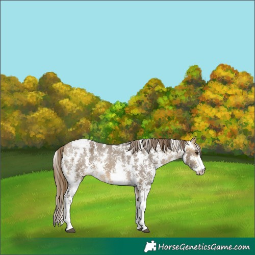 Horse Color:Buckskin Dun Sabino Blanket 