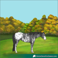 Horse Color:Black Sabino Appaloosa Rabicano
