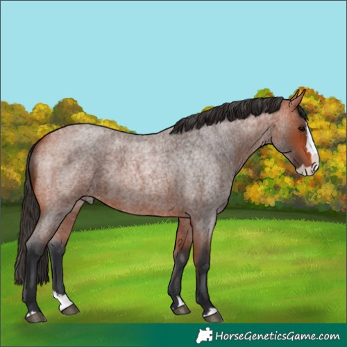Horse Color:Bay Roan Splash