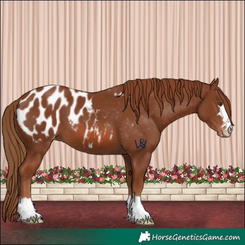 Horse Color:Chestnut Appaloosa 