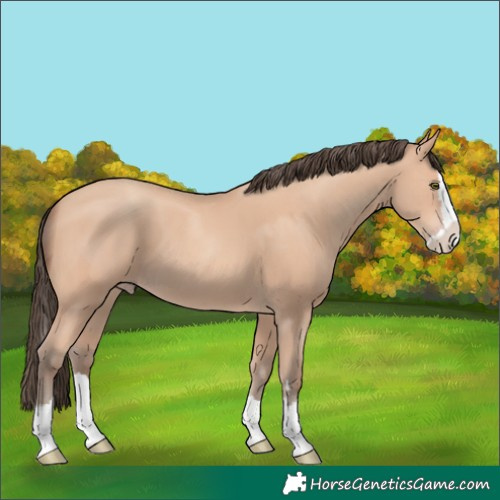 Horse Color:Amber Champagne Splash