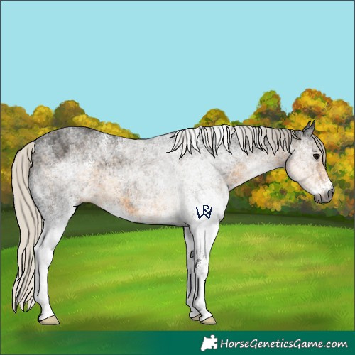 Horse Color:Gray White Spotted Silver Smoky Black 