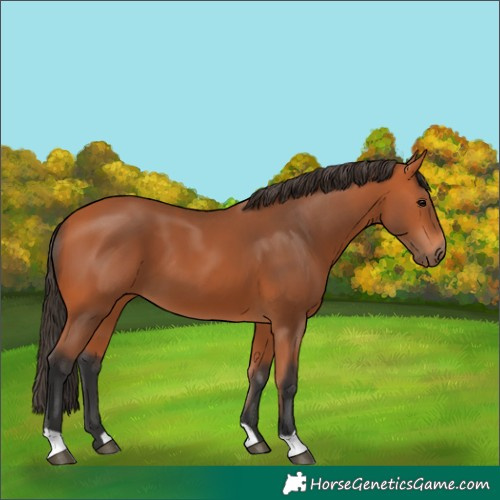 Horse Color:Bay 