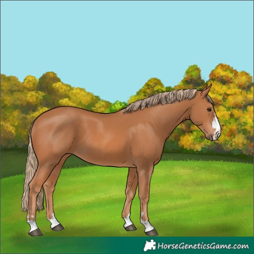Horse Color:Chestnut 