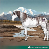 Horse Color:Chocolate Black Sabino Splash Skewed Appaloosa