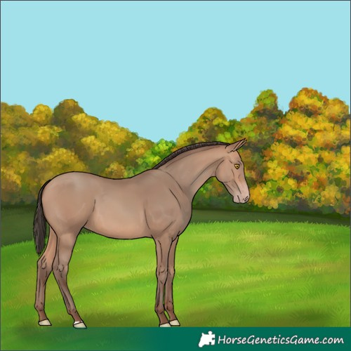 Horse Color:Amber Champagne 