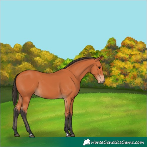 Horse Color:Bay 