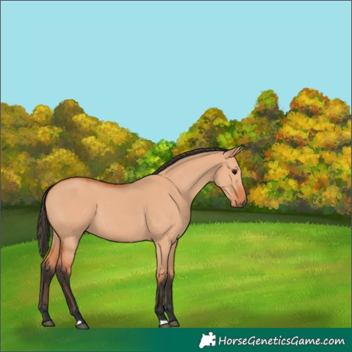 Horse Color:Bay Dun 