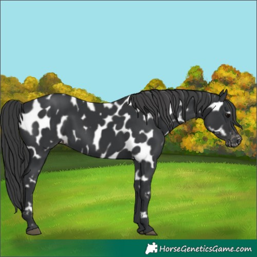 Horse Color:Black Near Leopard 