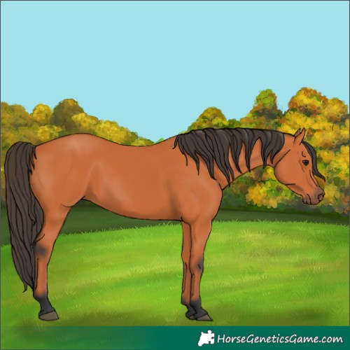 Horse Color:Bay 