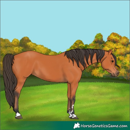 Horse Color:Bay 