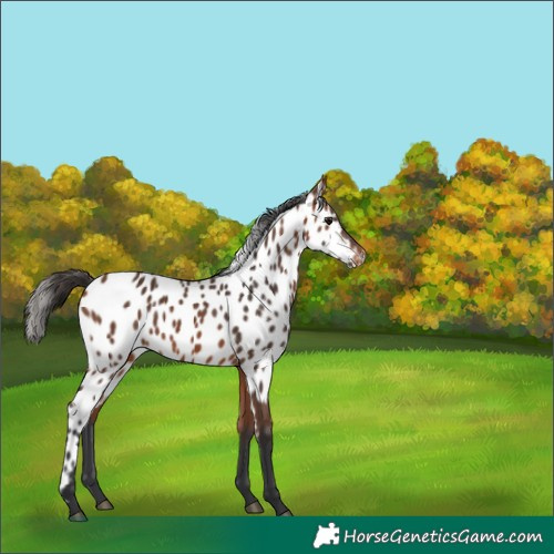 Horse Color:Bay Skewed Appaloosa 
