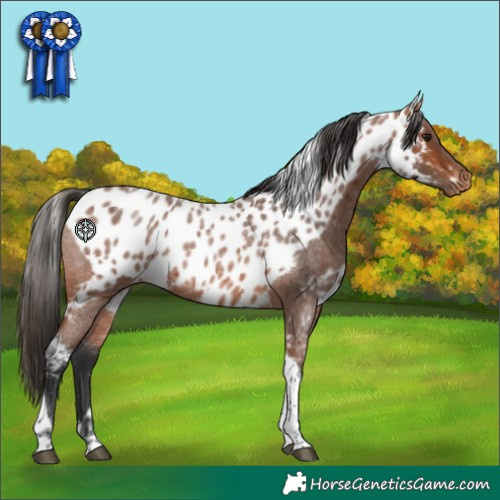 Horse Color:Bay Roan Tobiano Skewed Appaloosa 