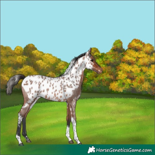Horse Color:Bay Roan Tobiano Skewed Appaloosa 