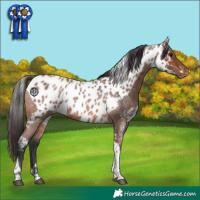Horse Color:Bay Roan Tobiano Skewed Appaloosa 