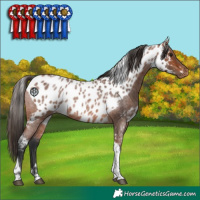 Horse Color:Bay Roan Tobiano Skewed LP Spotted 