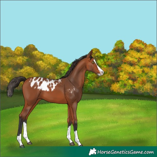 Horse Color:Bay Splash Skewed Appaloosa 