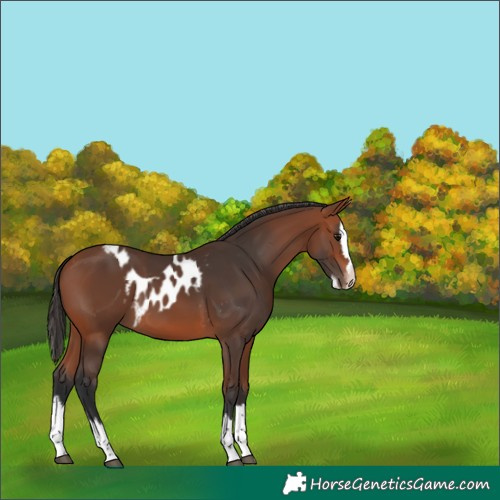 Horse Color:Bay Splash Skewed Appaloosa 