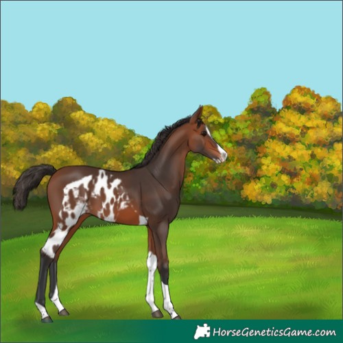 Horse Color:Bay Splash Tobiano Skewed Appaloosa