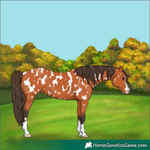 Horse Color:Bay Appaloosa