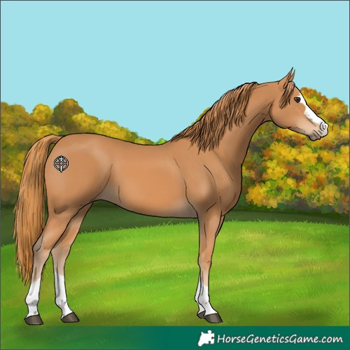 Horse Color:Chestnut 