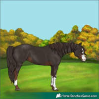 Horse Color:Liver Chestnut  and Liver Chestnut 