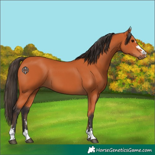 Horse Color:Bay 