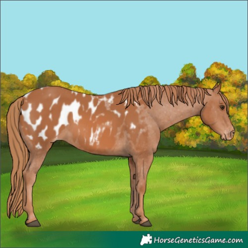 Horse Color:Chestnut Blanket 