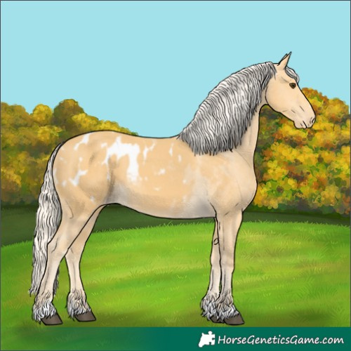Horse Color:Palomino Appaloosa