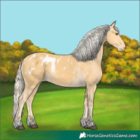 Horse Color:Palomino Appaloosa 