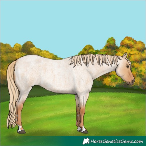 Horse Color:Unknown 