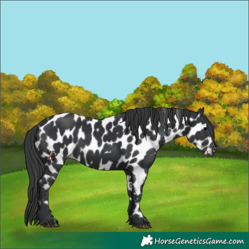 Horse Color:Black Appaloosa 
