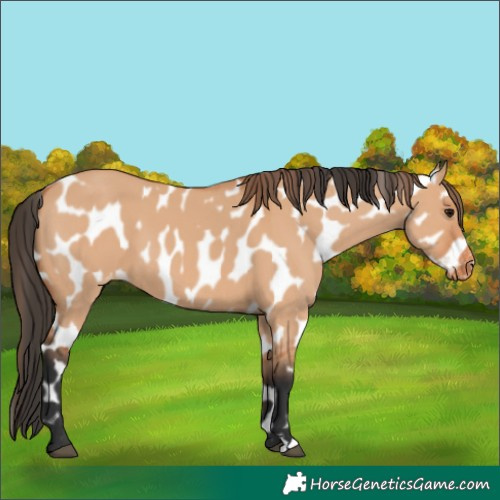 Horse Color:Bay Dun Near Leopard 