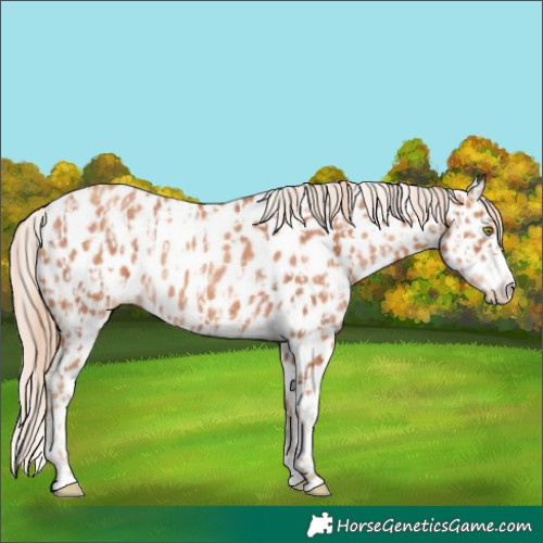 Horse Color:Gold Champagne Appaloosa  and Gold Champagne Appaloosa 