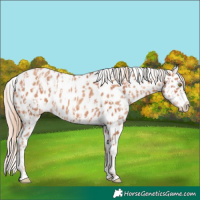 Horse Color:Gold Champagne Appaloosa  and Gold Champagne Appaloosa 