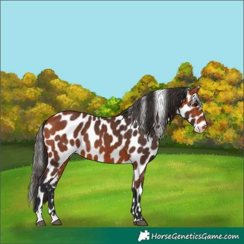Horse Color:Bay Appaloosa 