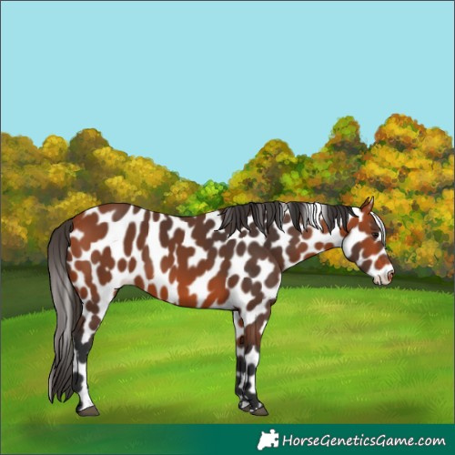 Horse Color:Bay Appaloosa 