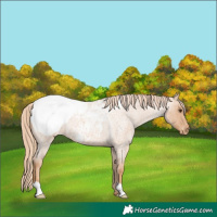 Horse Color:Red Roan Snowcap