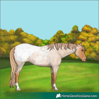 Horse Color:Red Roan Appaloosa 