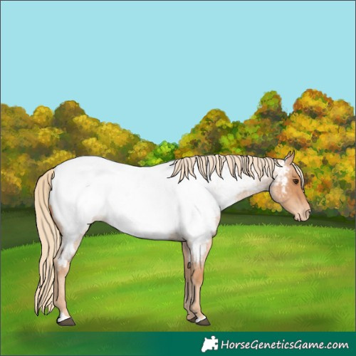 Horse Color:Red Roan Appaloosa