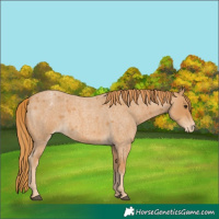 Horse Color:Red Roan Appaloosa