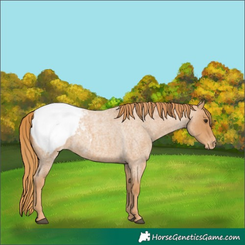 Horse Color:Red Roan Appaloosa 