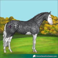 Horse Color:Silver Black Chinchilla Splash 